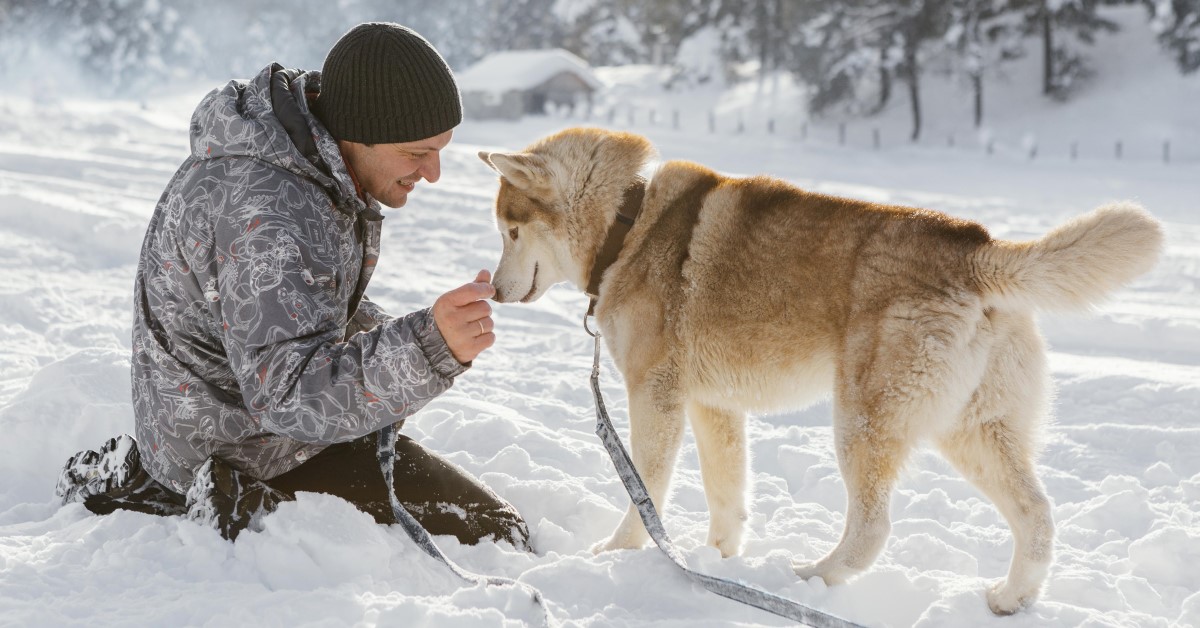 Keeping Your Dog Safe in the Snow Winter Pet Safety Tips